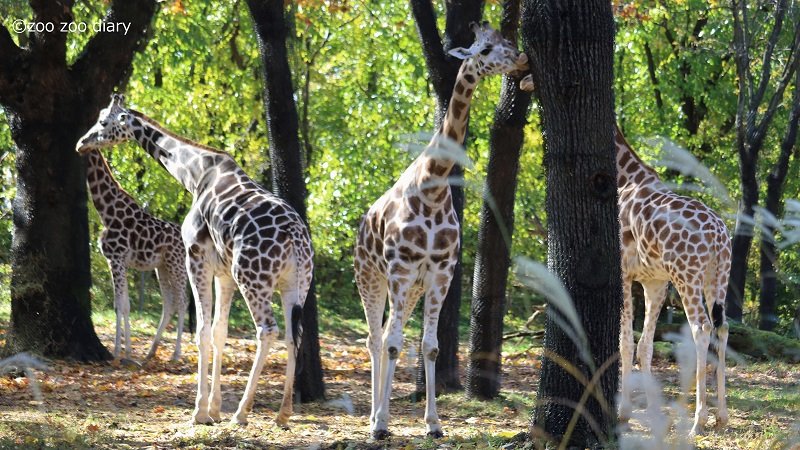 ブロンクス動物園 キリン