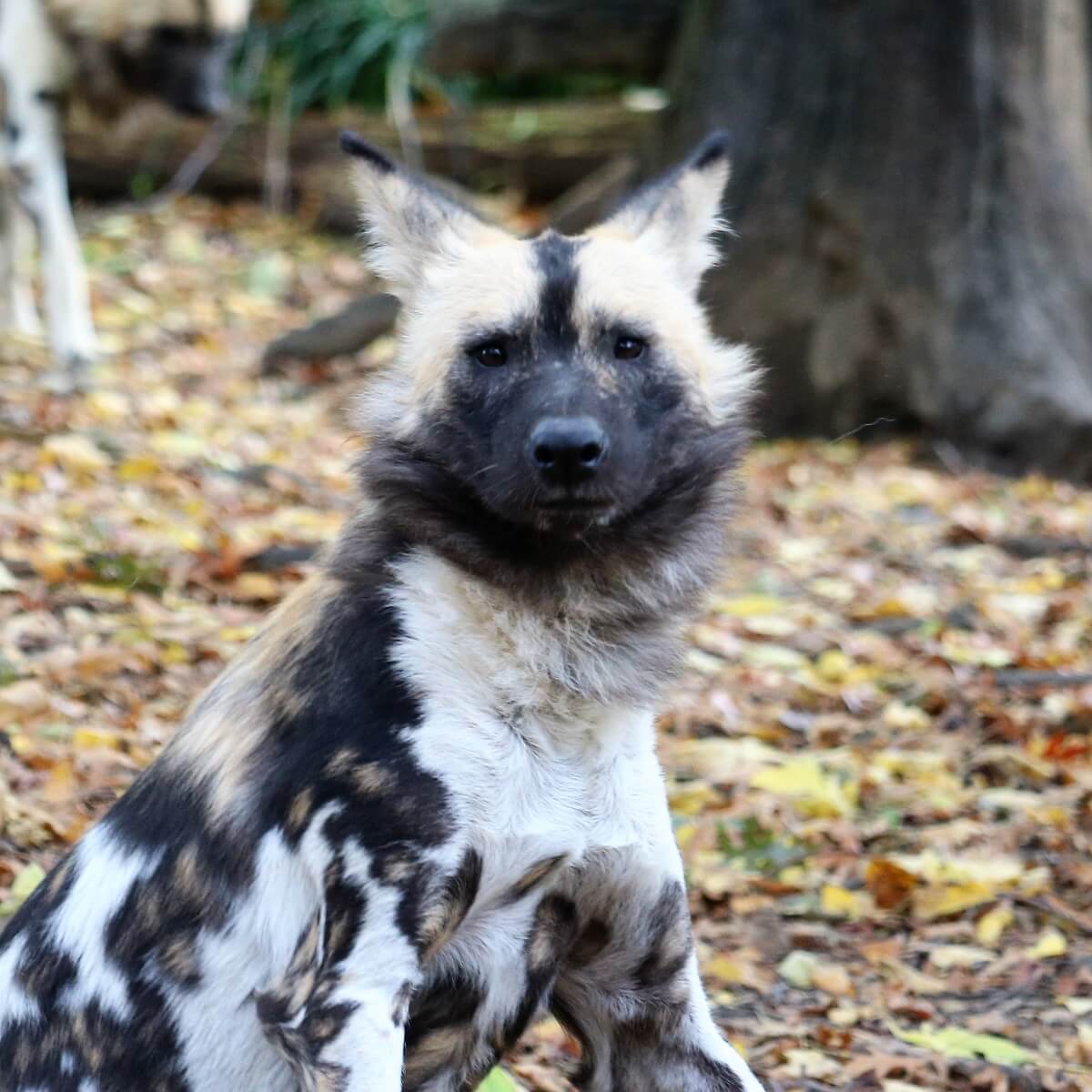 リカオンとハイエナを見比べよう ブロンクス動物園アフリカの平原 Zoo Zoo Diary