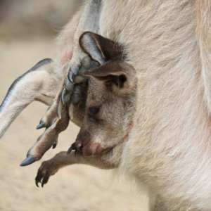 ジャガーとヒョウの違いは 知っておきたい動物の特徴や見分け方 Zoo Zoo Diary 動物園と豆知識