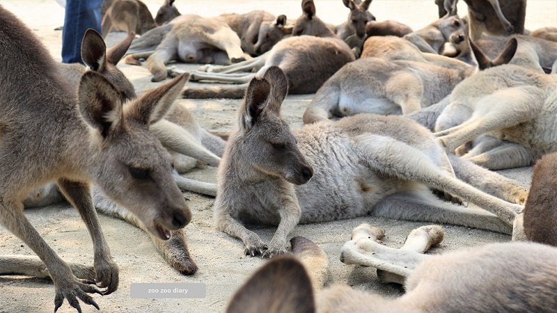 ひびき動物ワールド　オオカンガルー　群れ