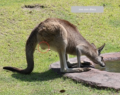 カンガルー　総排出腔　総排泄腔