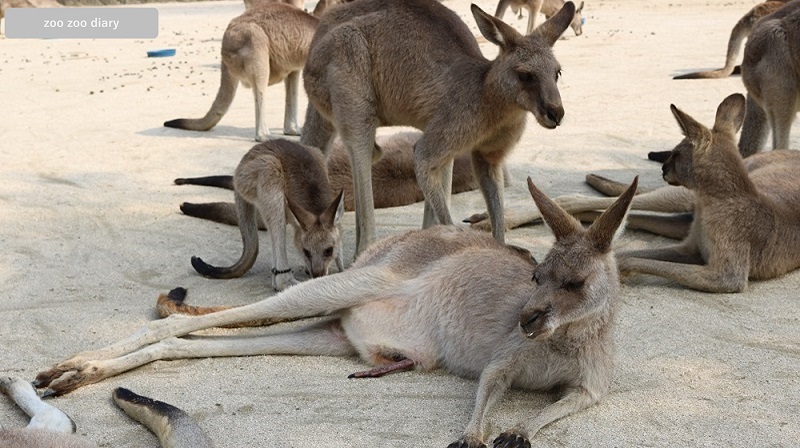 カンガルーの袋　育児嚢　赤ちゃん