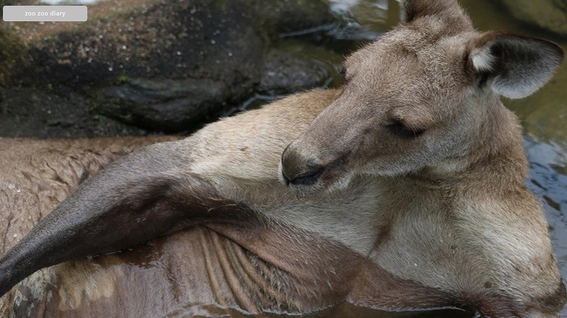長崎バイオパーク　オオカンガルー　風呂