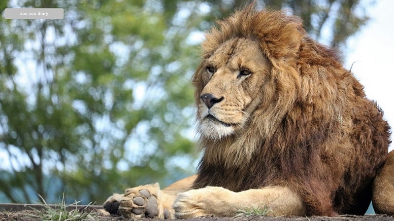 アフリカンサファリ　オスライオン　イケメン
