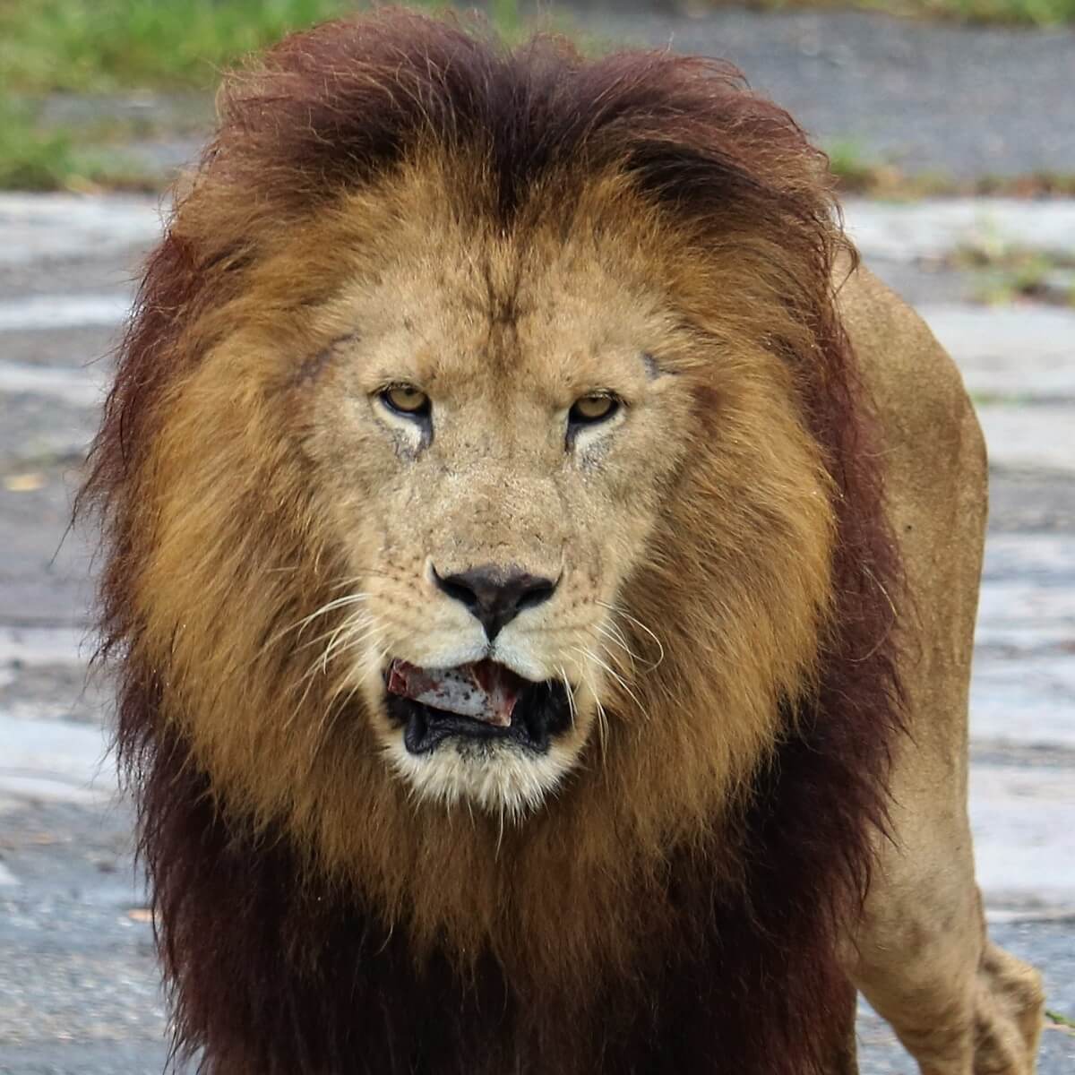 ライオンの群れプライドの誕生 繁殖 オスライオンの過酷な一生 Zoo Zoo Diary