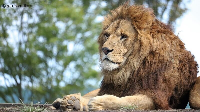 アフリカンサファリ　ライオン