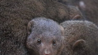 ブロンクス動物園 コビトマングース