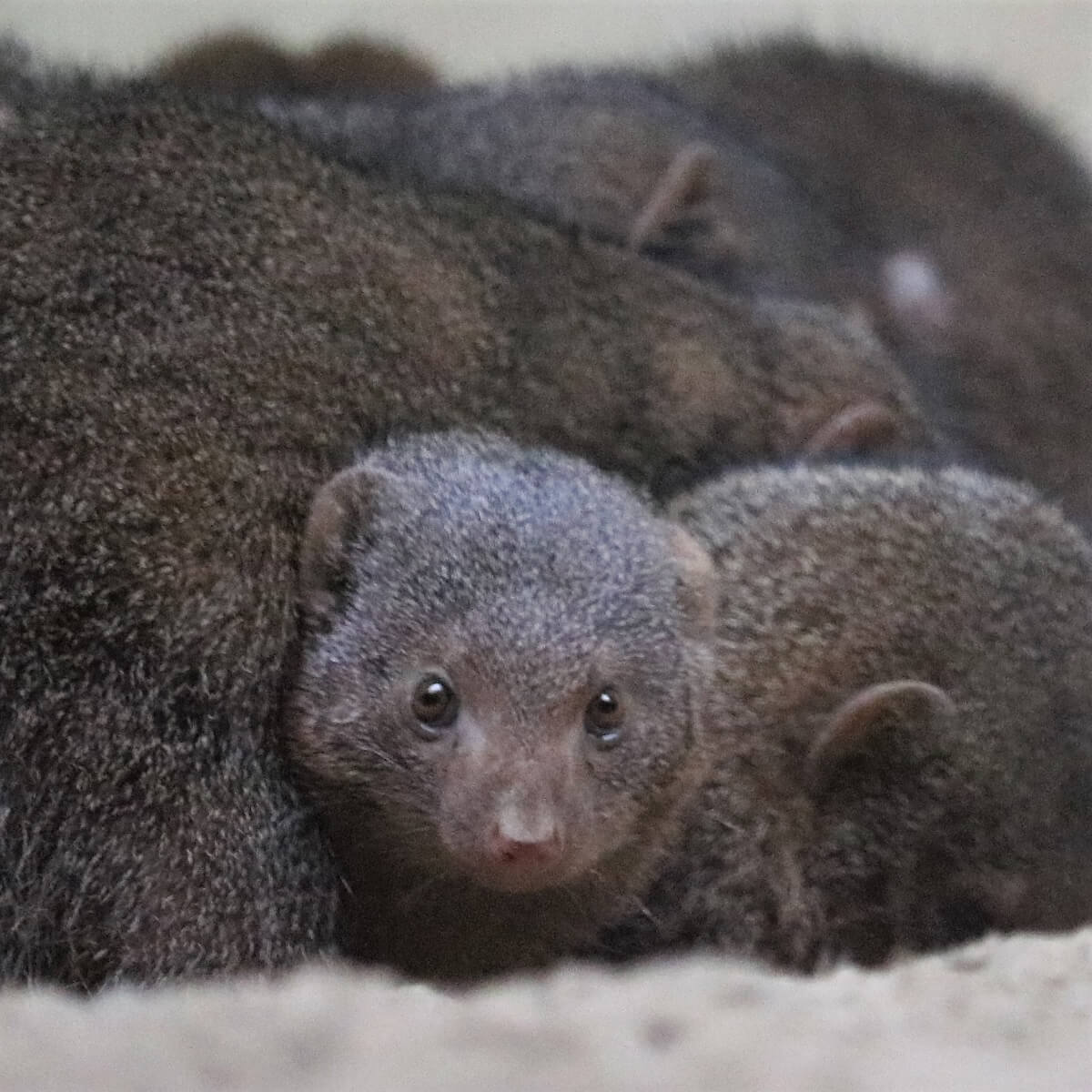 ブロンクス動物園に行ったらコビトマングースとゲラダヒヒに注目 Zoo Zoo Diary 動物園と豆知識