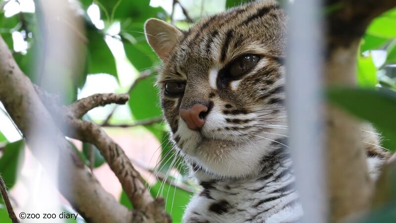 平川動物公園 ベンガルヤマネコ Zoo Zoo Diary