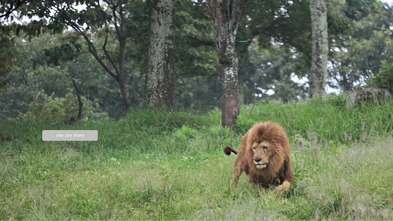 アフリカンサファリ　オスライオン　ノマド