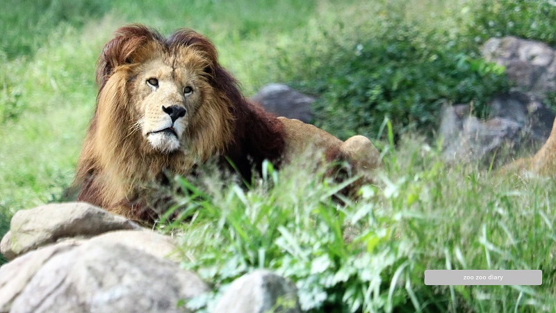 アフリカンサファリ　オスライオン　草