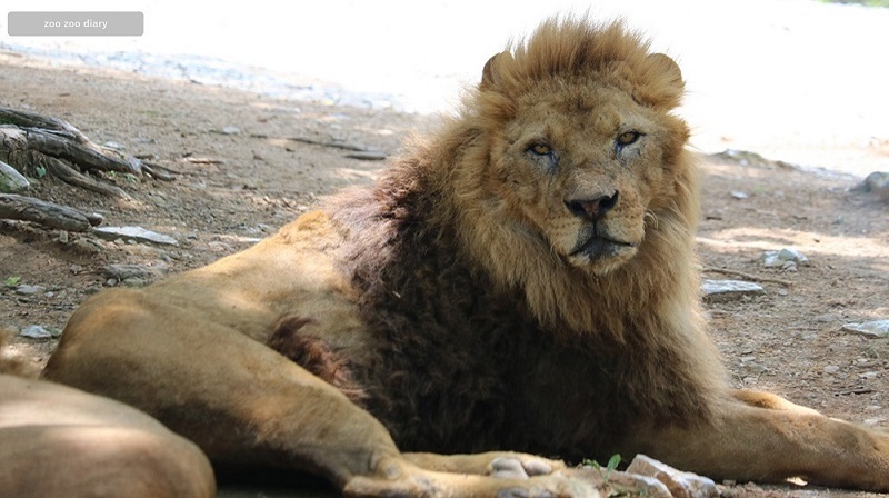 アフリカンサファリ　オスライオン　見
