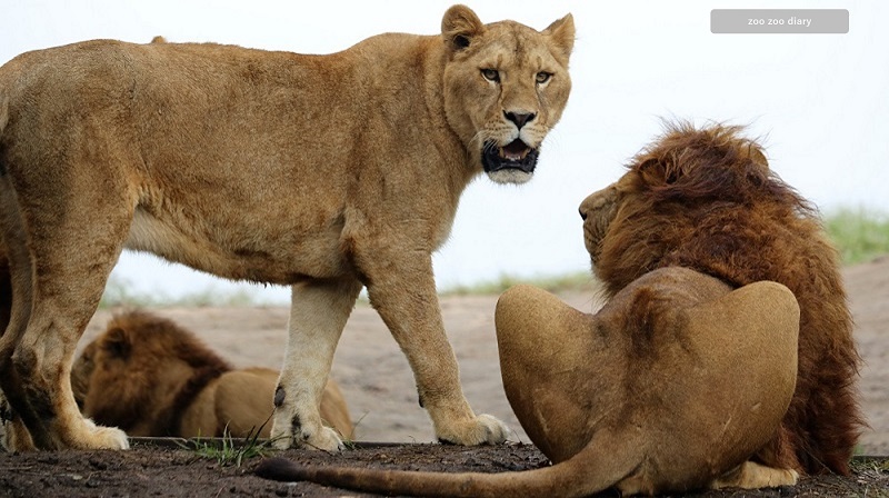 アフリカンサファリ　ライオン　メス顔