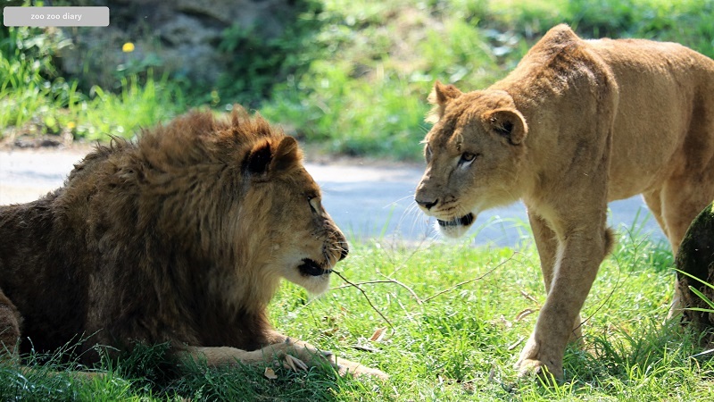 アフリカンサファリ　ライオンのオスとメス