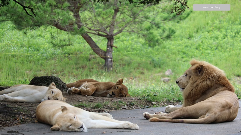 姫路セントラルパーク　ライオンの群れ
