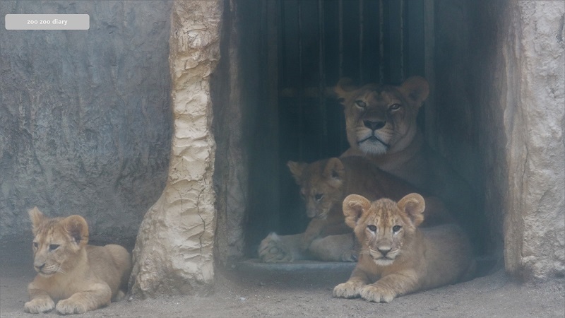 熊本市動植物園　ライオンの母子