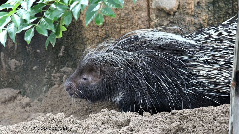 平川動物公園 ヤマアラシ
