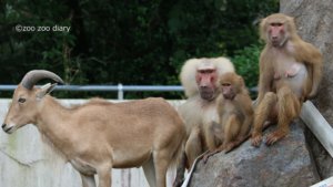 平川動物公園　マントヒヒ　バーバリーシープ