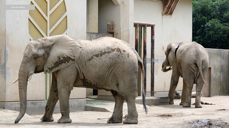 熊本市動植物園　アフリカゾウ　エリとマリー
