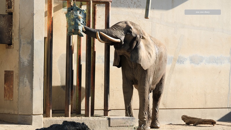 熊本市動植物園　アフリカゾウ　マリー