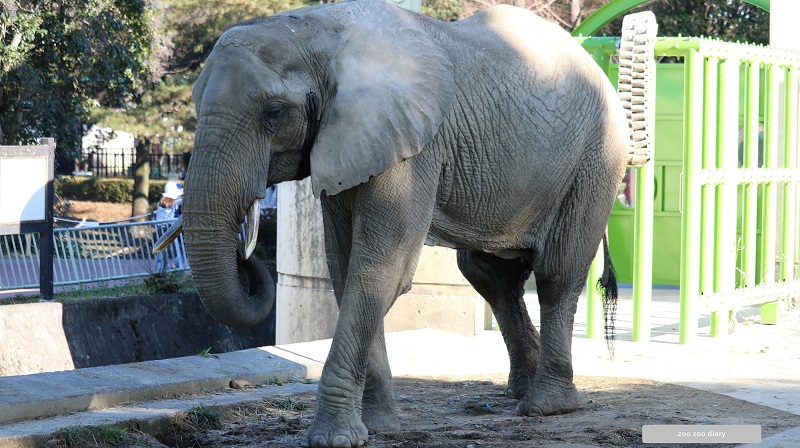 熊本市動植物園　アフリカゾウのエリ