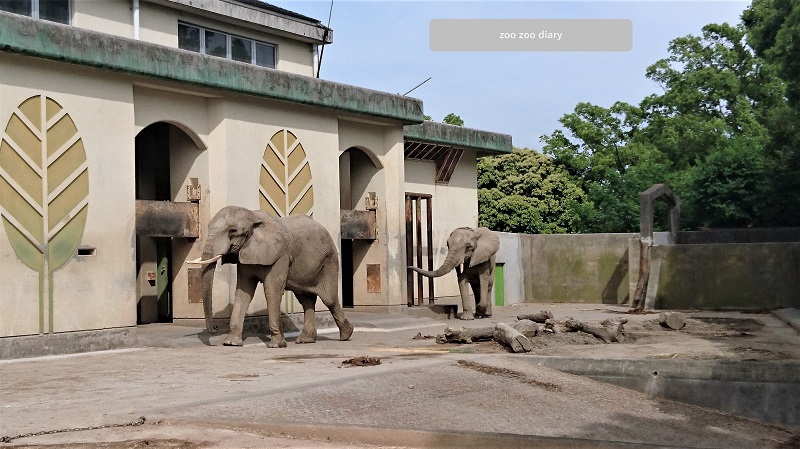 熊本市動植物園　アフリカゾウ展示場