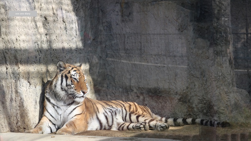 熊本市動植物園　アムールトラ　チャチャ　休