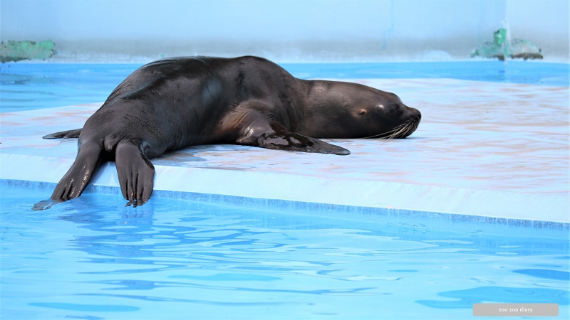 熊本市動植物園　オタリア