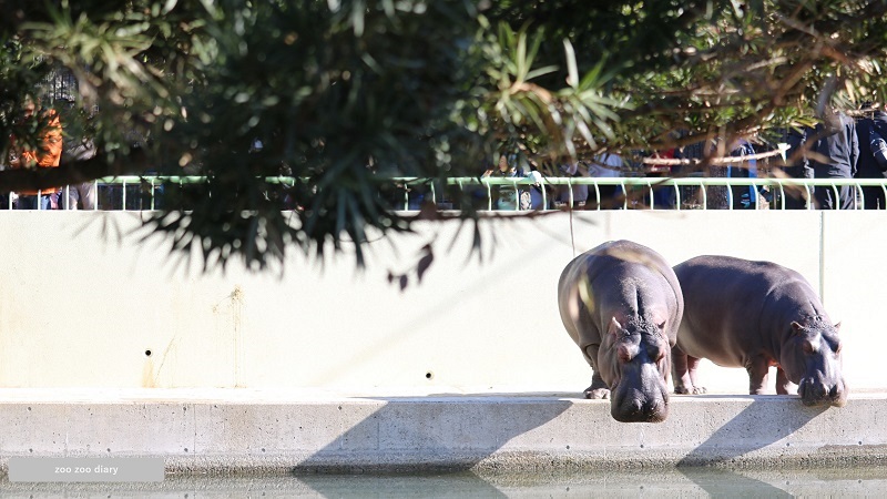 熊本市動植物園　カバ　仲良し
