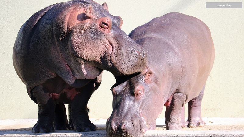熊本市動植物園　カバのモモコとソラ