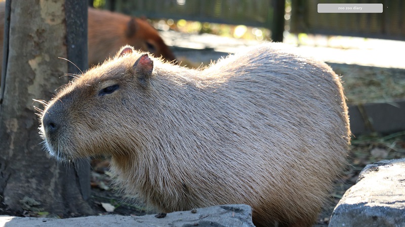熊本市動植物園　カピバラ 冬