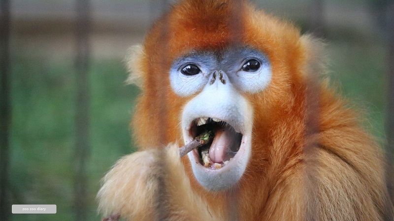 熊本市動植物園　キシンコウ　ヨウヨウ　食