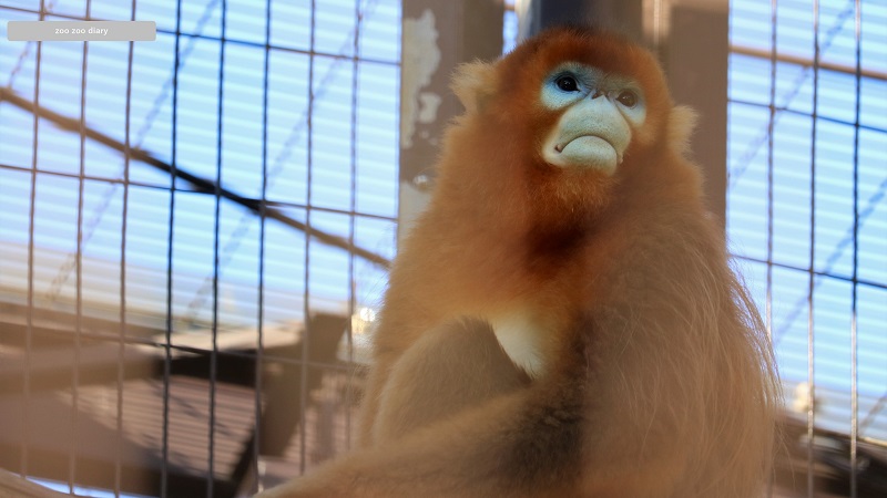 熊本市動植物園　キンシコウ　フェイフェイ