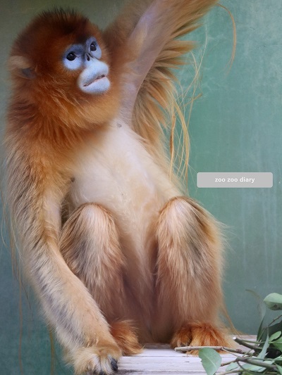 熊本市動植物園　キンシコウ　ヨウヨウ　日本に1頭