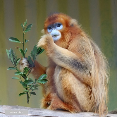 熊本市動植物園　キンシコウ　ヨウヨウ