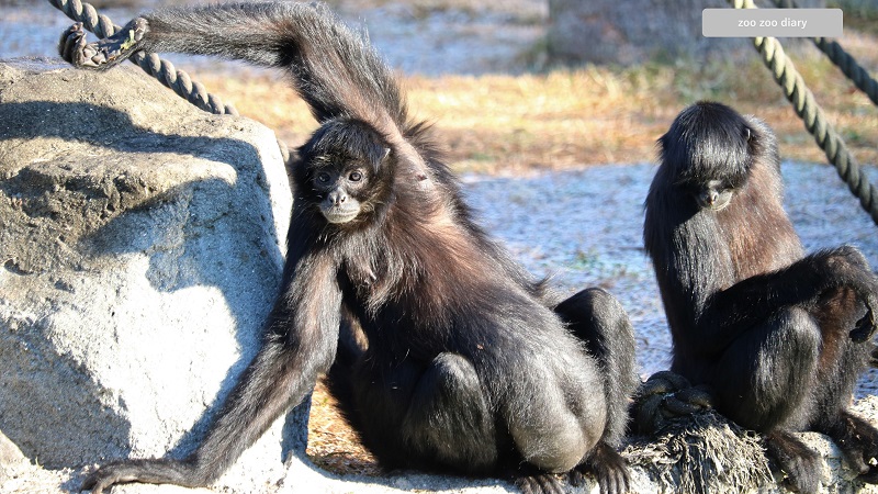 熊本市動植物園　クモザル　日光浴