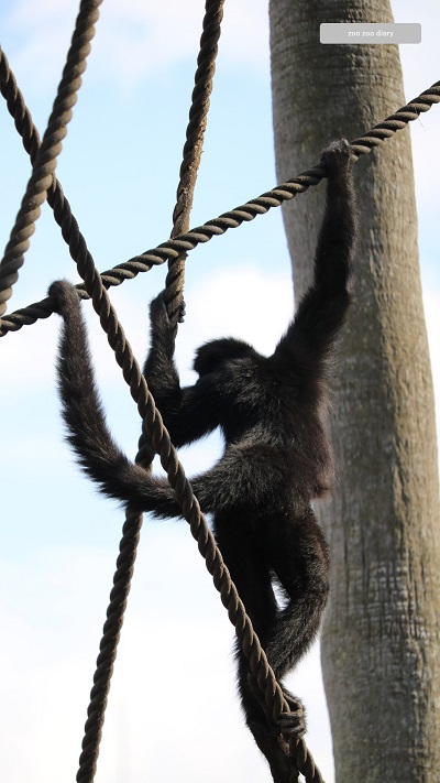 熊本市動植物園　クモザル 高所