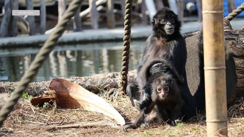 熊本市動植物園　クロクモザル　子