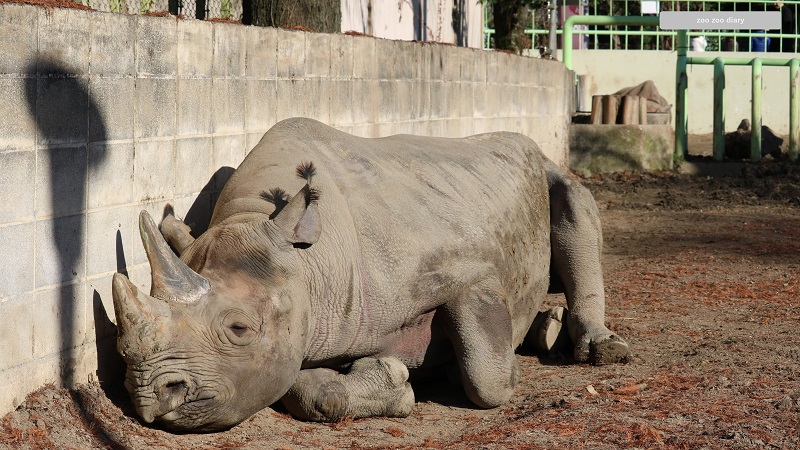 熊本市動植物園　クロサイ　クラッグ　寝