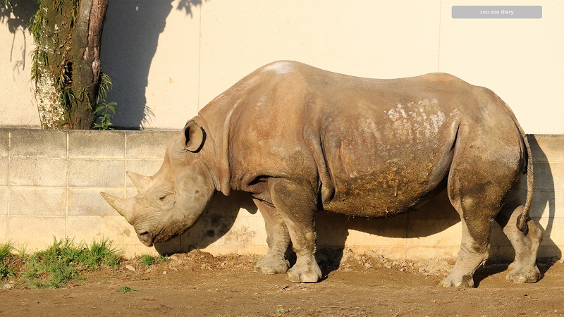 熊本市動植物園　クロサイ　ミミカ　全身