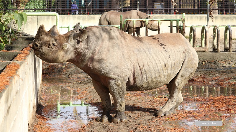熊本市動植物園　クロサイ　ミミカとクラッグ