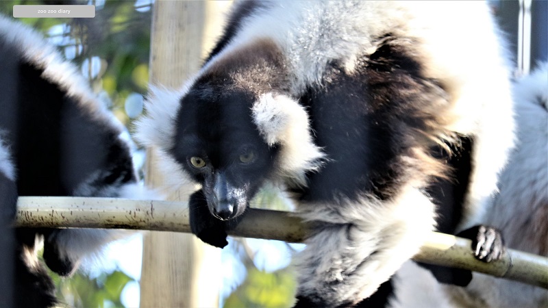 熊本市動植物園　クロシロエリマキキツネザル ガラス