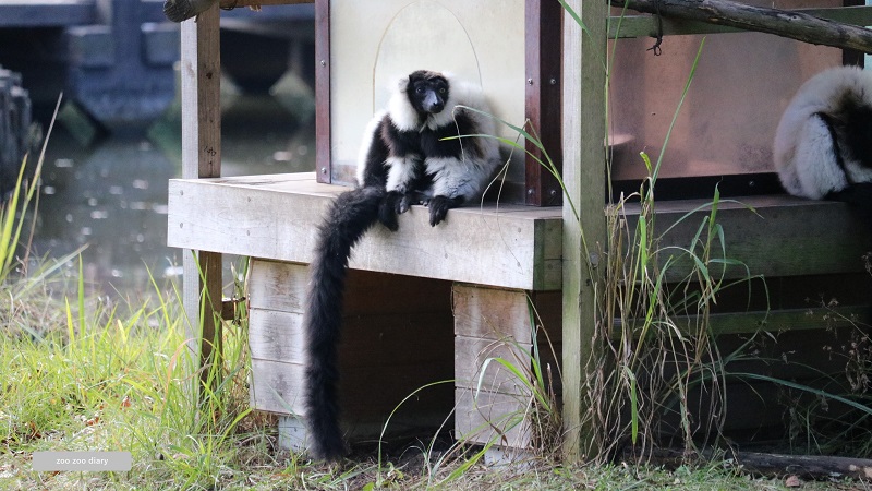 熊本市動植物園　クロシロエリマキキツネザル 島