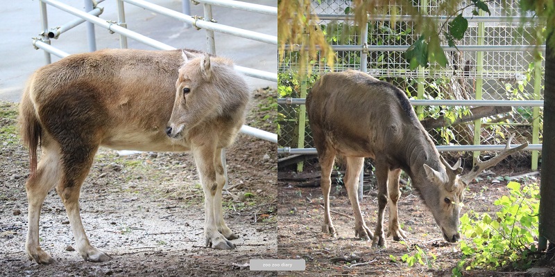 熊本市動植物園　シフゾウ　アリさとチョッパー