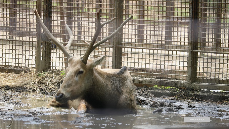 熊本市動植物園 シフゾウ チョッパー