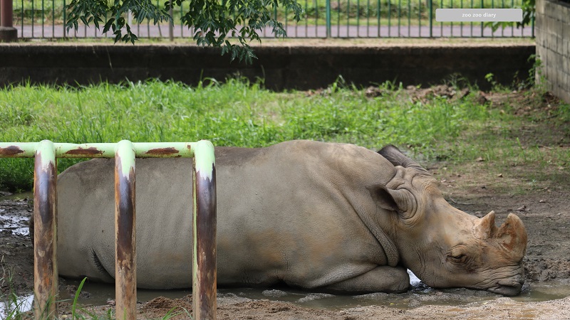 熊本市動植物園　シロサイ　メグミ