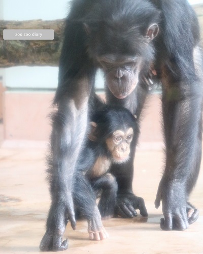 熊本市動植物園　チンパンジー　ミルクレン親子