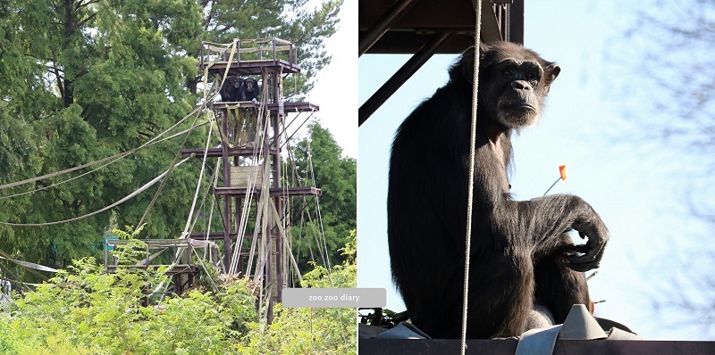 熊本市動植物園　チンパンジー 屋外
