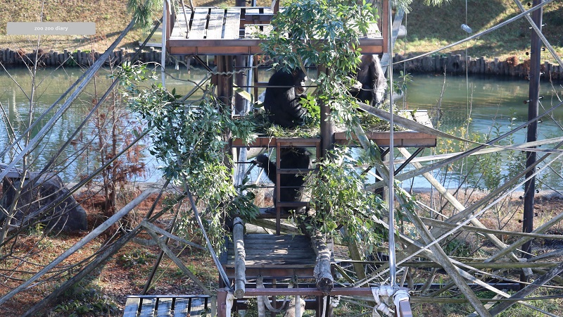 熊本市動植物園　チンパンジーアイランド