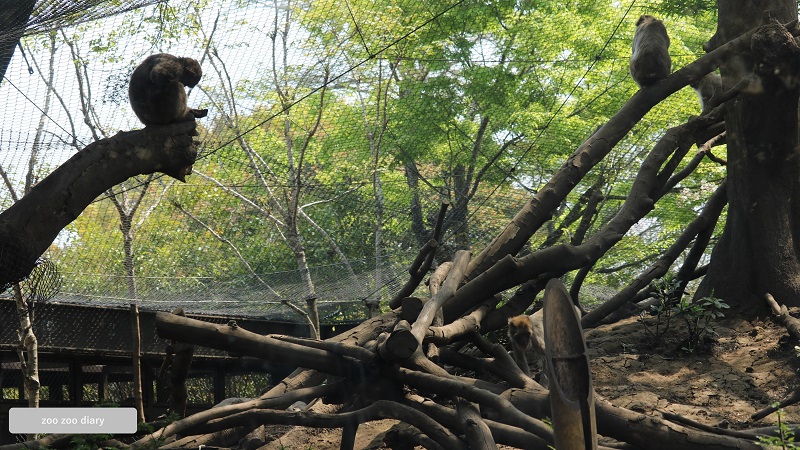 熊本市動植物園　ニホンザル　奥山
